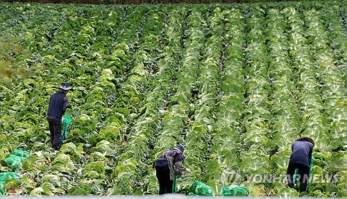 폭염과 일부 재배지의 가뭄으로 배춧값이 고공행진을 계속하는 가운데 9일 강원 평창군 대관령 일원에서 고랭지 배추 출하 작업이 한창이다. 연합뉴스